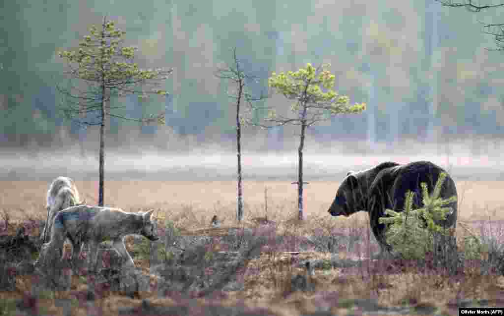 A bear watches two wolves circling in the wilderness by Hukkajarvi, near the Russian border in May 2022. The border fence received widespread political approval in Finland but environmental groups say it could have a significant impact on the wildlife that thrives in the cross-border region. &nbsp;A spokesman for the Finnish Environment Institute told local media that the fence will result in &ldquo;fewer wolves, bears and wild boars entering Finland from Russia.&rdquo;