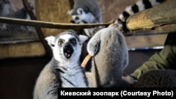 The Russian-installed Investigative Committee for Crimea reported that a five-story building housing lemurs, chameleons, parrots, turtles, large snakes, and other animals burned to the ground. (illustrative photo)