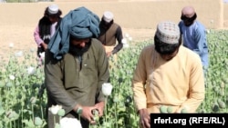 Farmers in Afghanistan's Kandahar Province collect raw opium during a harvest in April.