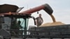 A combine loads grain onto a truck during the wheat harvest in the Kyiv region. Ukraine is one of the world's leading food producers and exporters. (file photo)