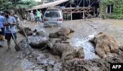 A municipal worker stands near dead animals at the flooded zoo.