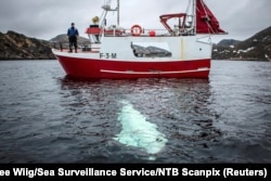 The whale is seen next to a fishing boat off the coast of northern Norway on April 29.