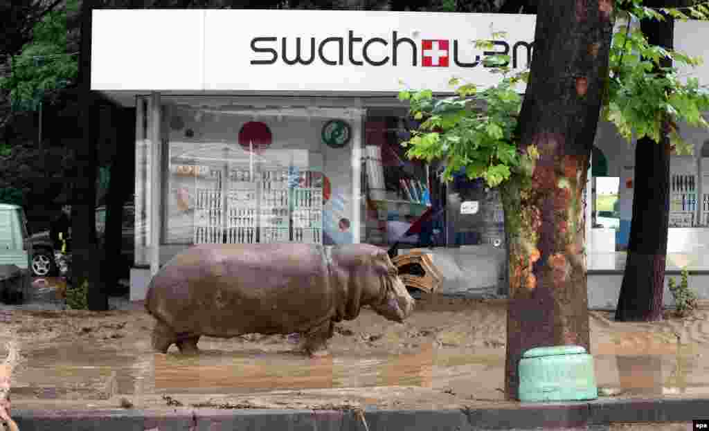 A runaway hippopotamus walks down a flooded street in Tbilisi.