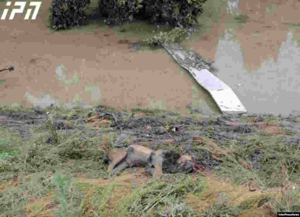 The city's zoo was flooded, allowing tigers, lions, wolves, and other animals to escape. Other animals died in the high water. Three zoo workers were killed in the flooding.