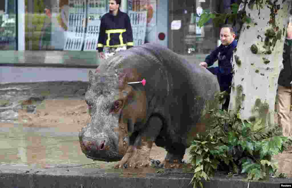 A man directs the hippo after it was shot with a tranquilizer dart. Reuters/Beso Gulashvili)