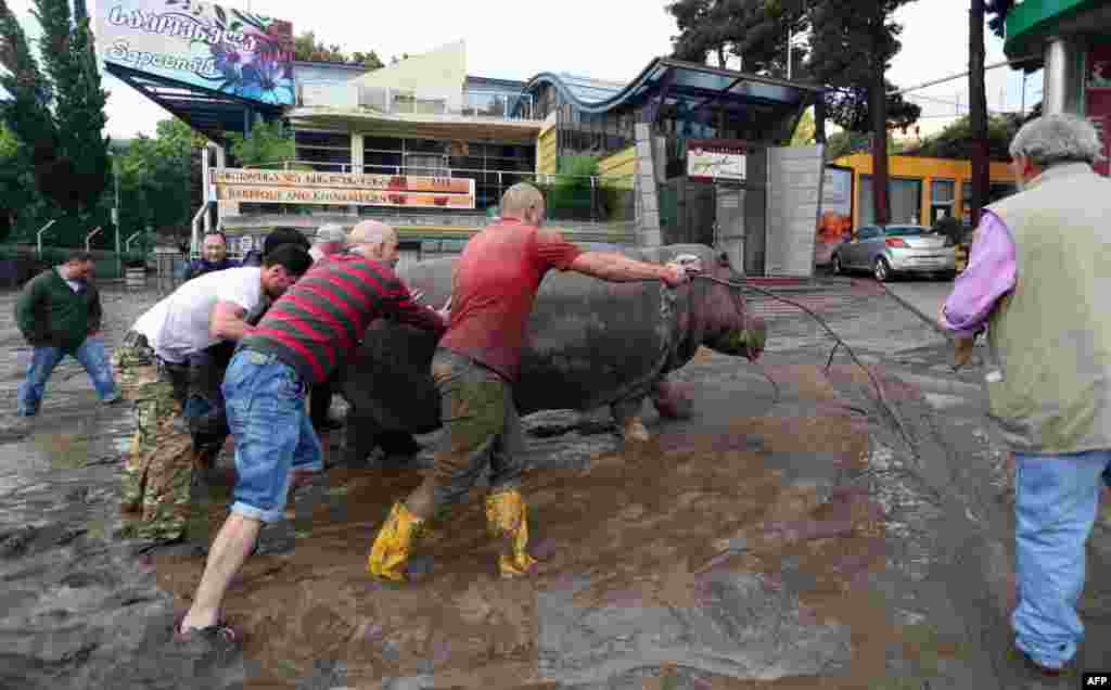 Men push a hippopotamus out of a flooded street. Zookeepers shot one hippo with a tranquilizer dart in order to capture it.