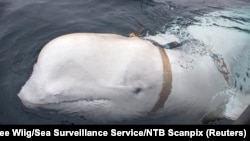 A white whale wearing a harness is seen off the coast of northern Norway on April 29.