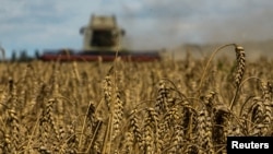 A farmer harvests wheat in the Kyiv region in August 2022.