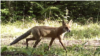 Georgia - fox caught on camera trap in Chachuna protected wilderness area - nature, environment, animals - screen grab 