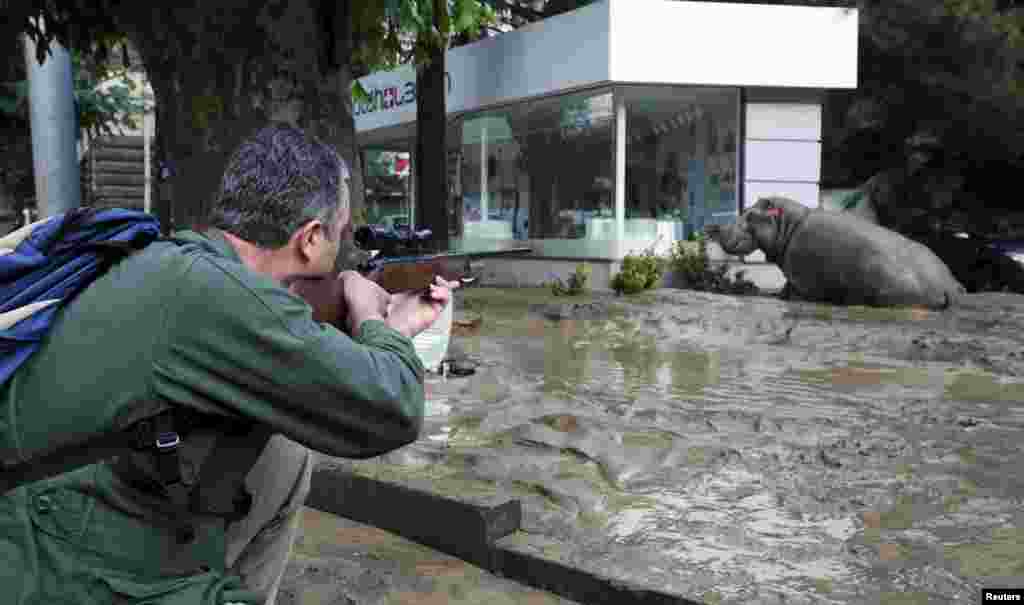 A man shoots a tranquilizer dart to put a hippopotamus to sleep at a flooded street in Tbilisi. Animals from the city's zoo, including tigers, lions, bears, and wolves escaped from cages damaged by the rainfall. Some were captured or killed while the search for others goes on. (Reuters/Beso Gulashvili)(Reuters/Beso Gulashvili)